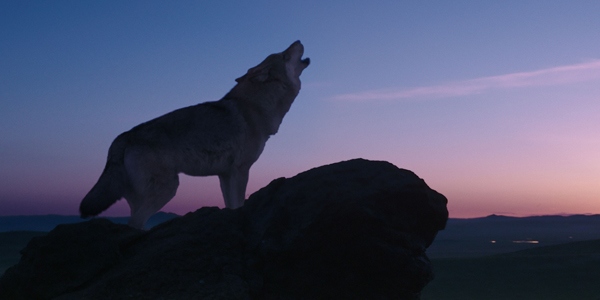 Der letzte Wolf
