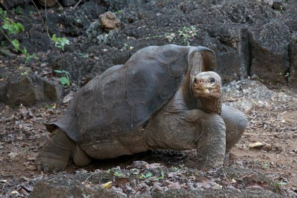 Galapagos 3D | © Polyband