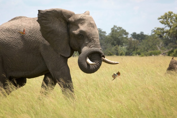 An African bull elephant swishes his trunk at the carmine bee-eaters following him through the grassland of Botswana.  The birds fly skilfully around his legs hoping to catch the insects he kicks up.