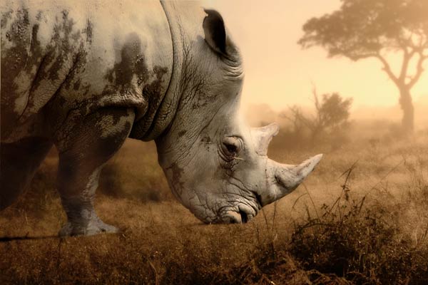 Racing Extinction - Das Ende der Artenvielfalt?