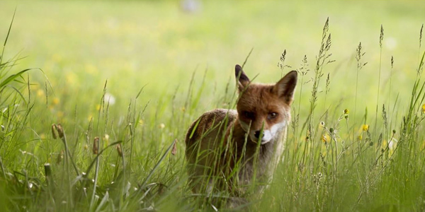 Wildes Land